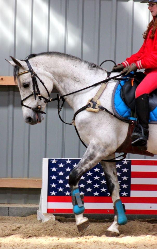 Irsk Sportspony Mr Blue Sky (Mister) - Mig og Mr Blue er så småt begyndt at øve en lille smule dressur;-) billede 17