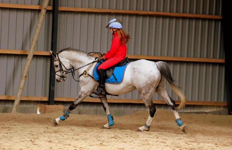 Irsk Sportspony Mr Blue Sky (Mister) billede 18