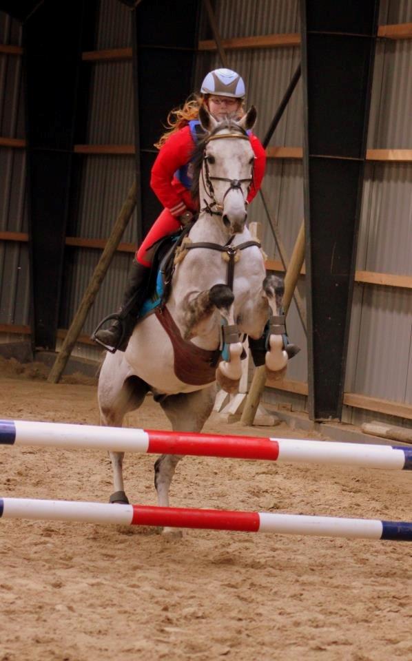 Irsk Sportspony Mr Blue Sky (Mister) billede 7