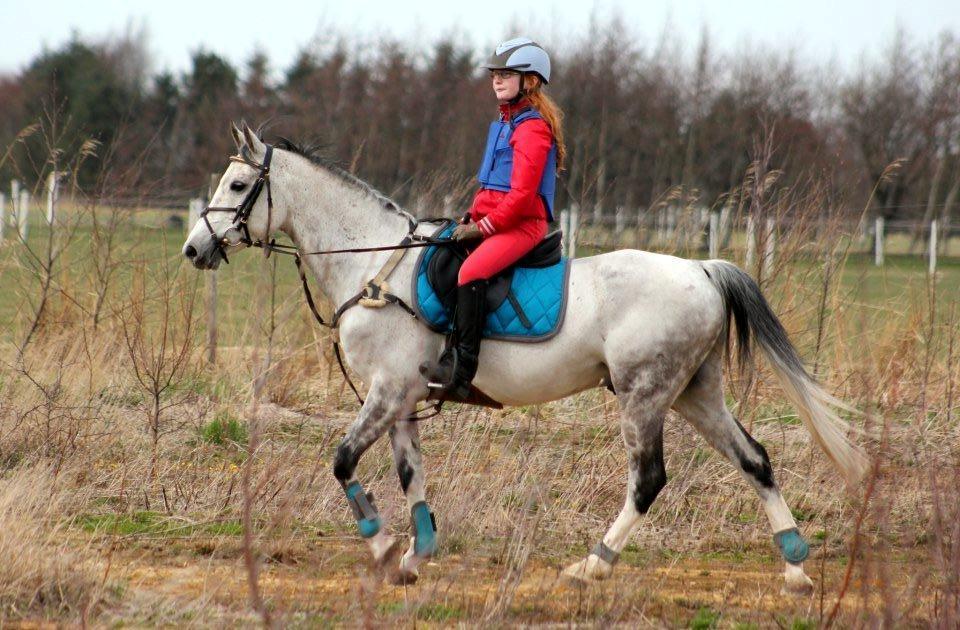 Irsk Sportspony Mr Blue Sky (Mister) billede 9