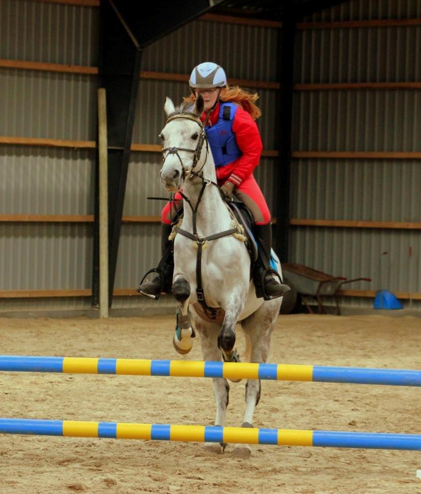 Irsk Sportspony Mr Blue Sky (Mister) billede 19