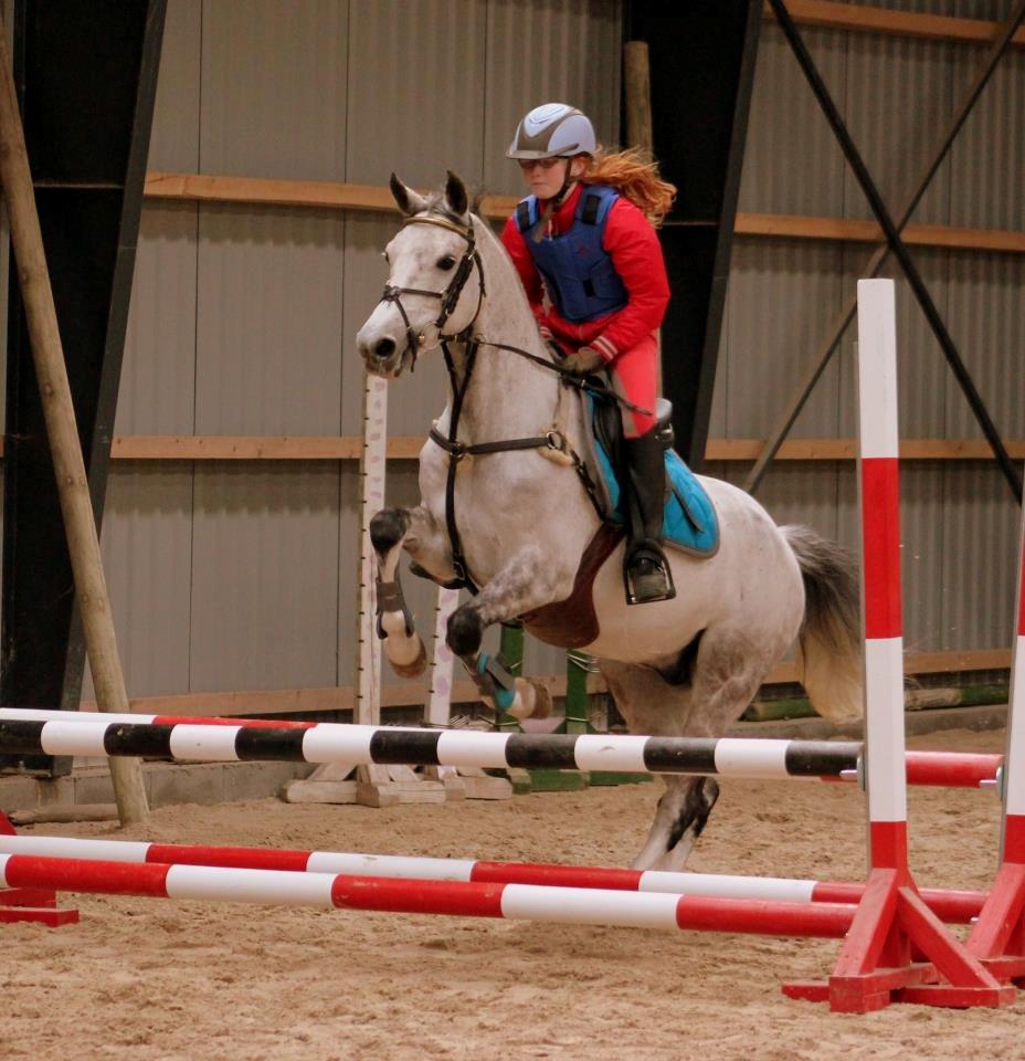 Irsk Sportspony Mr Blue Sky (Mister) billede 11