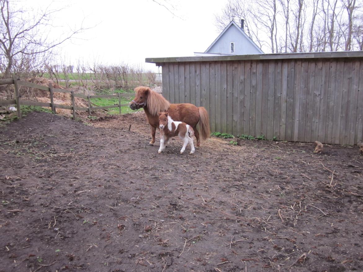 Shetlænder Birch´s Whisler Bay R.I.P billede 12