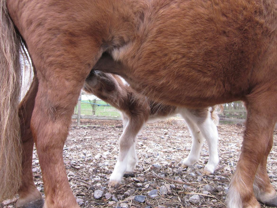 Shetlænder Birch´s Whisler Bay R.I.P billede 15