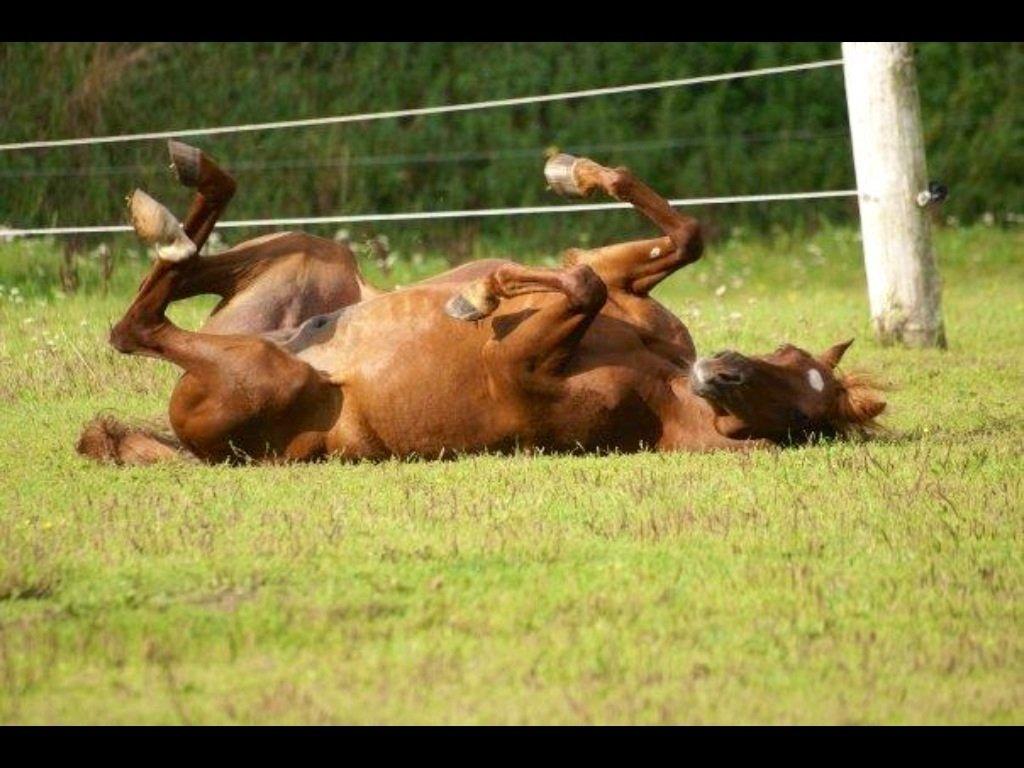 Arabisk fuldblod (OX) Sanetz billede 6