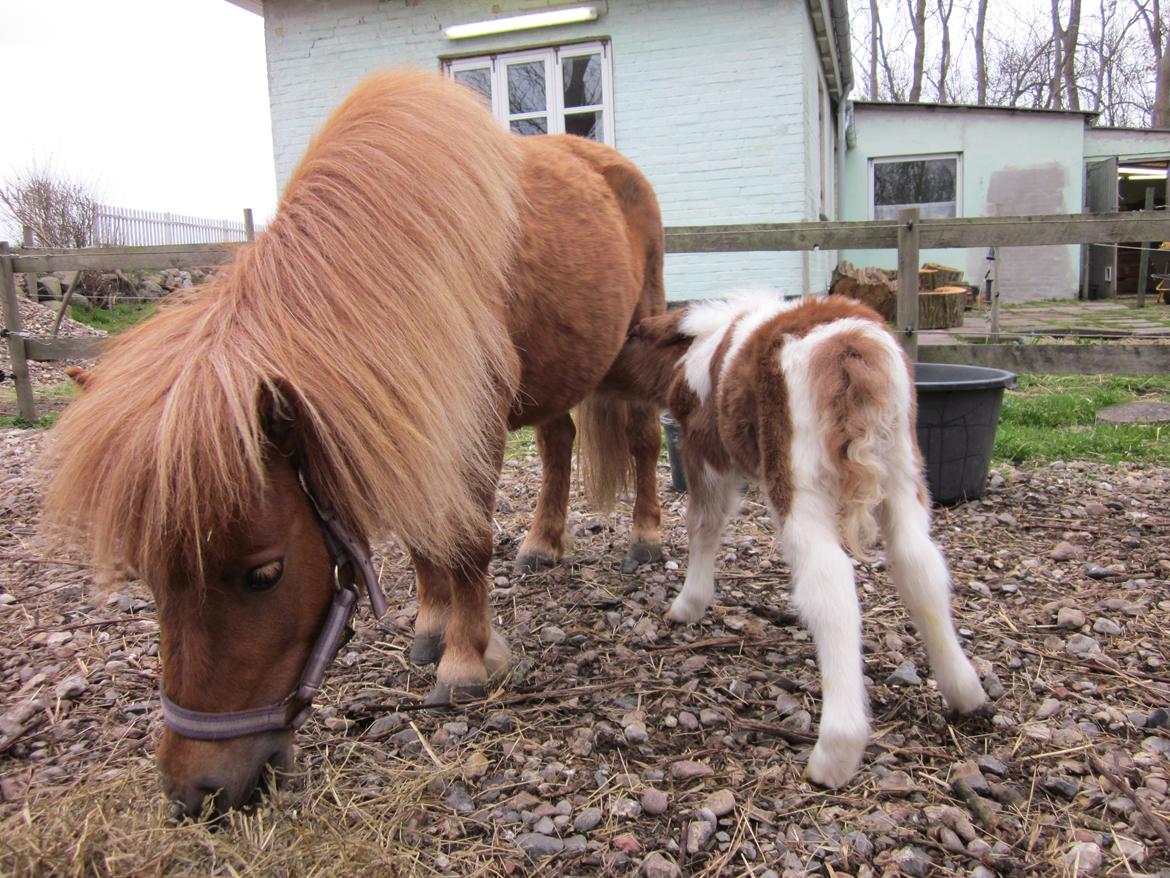 Shetlænder Birch´s Whisler Bay R.I.P billede 16