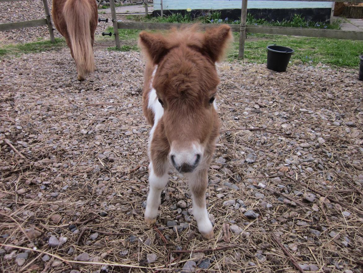 Shetlænder Birch´s Whisler Bay R.I.P billede 17