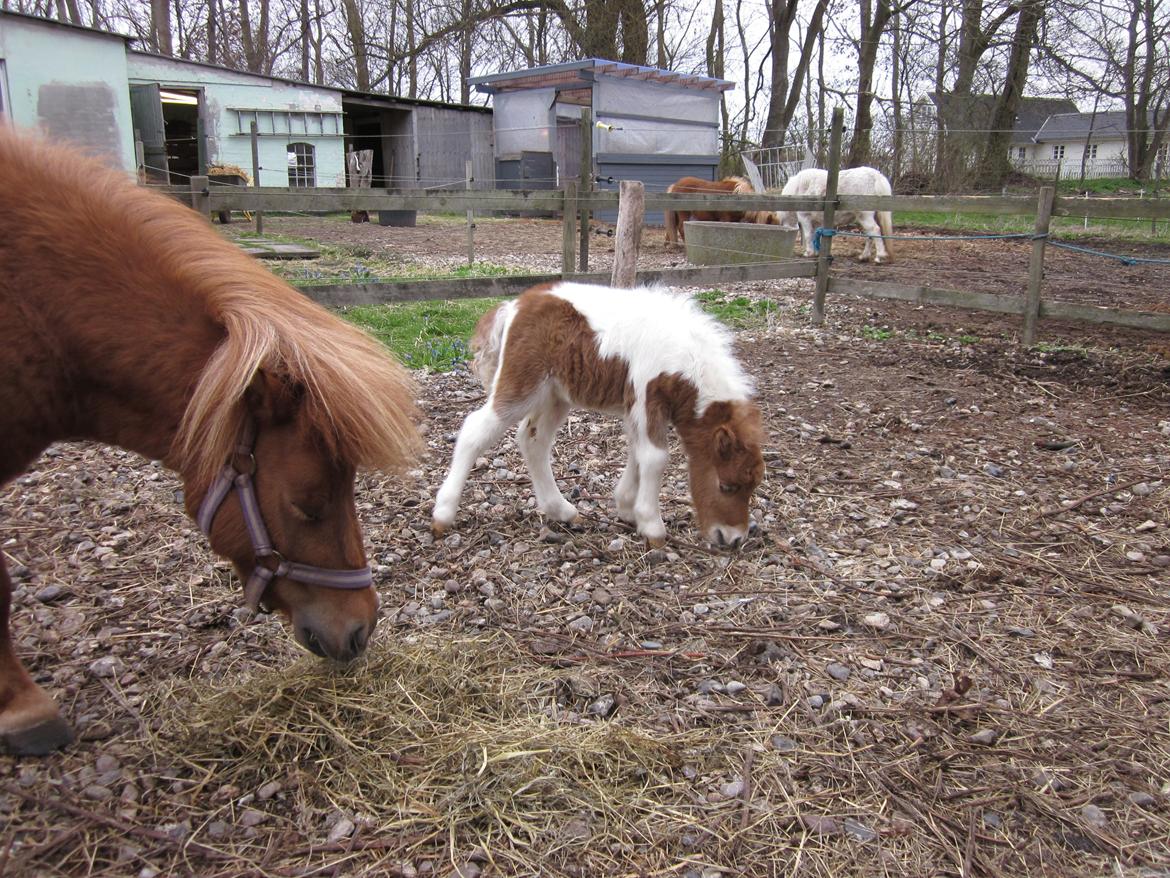 Shetlænder Birch´s Whisler Bay R.I.P billede 18