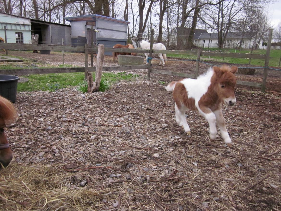 Shetlænder Birch´s Whisler Bay R.I.P billede 19