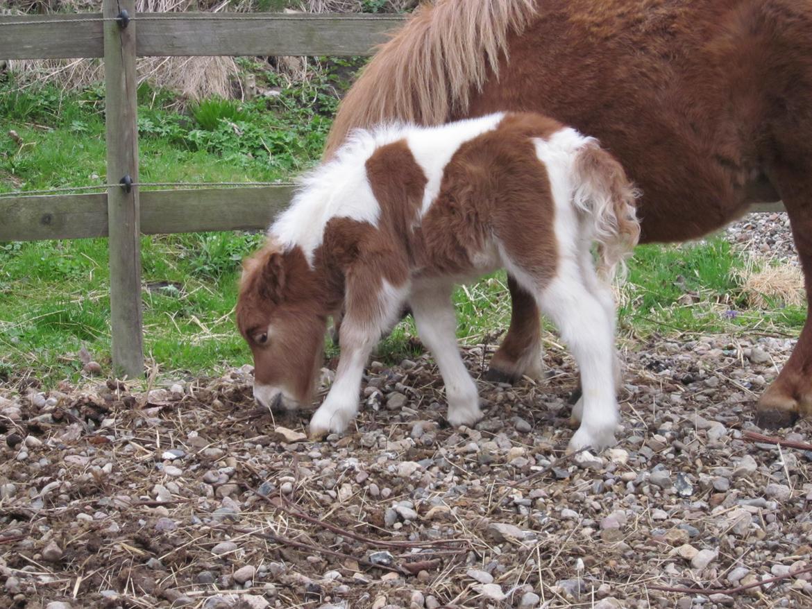 Shetlænder Birch´s Whisler Bay R.I.P billede 20