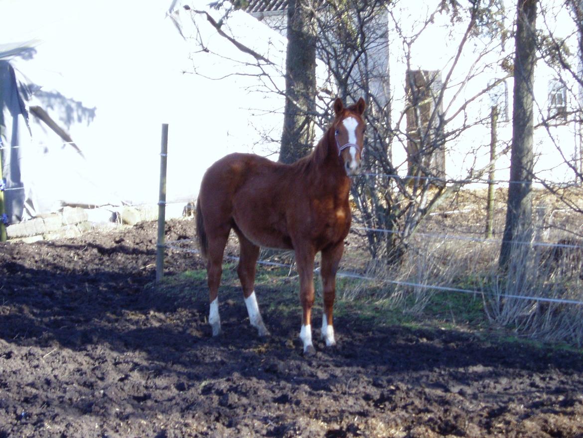 Dansk Varmblod dazzling sapphire (safir) billede 1