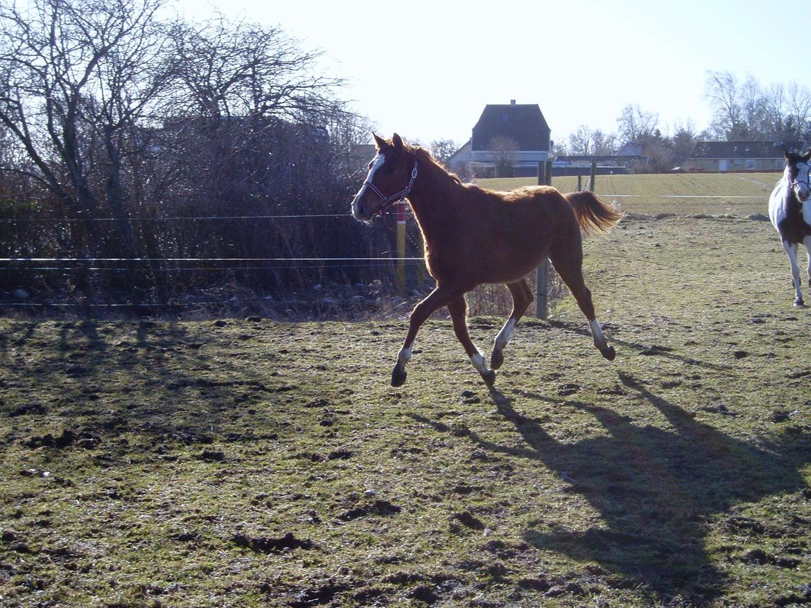 Dansk Varmblod dazzling sapphire (safir) billede 2