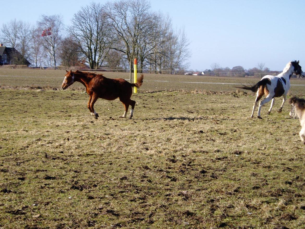 Dansk Varmblod dazzling sapphire (safir) billede 4