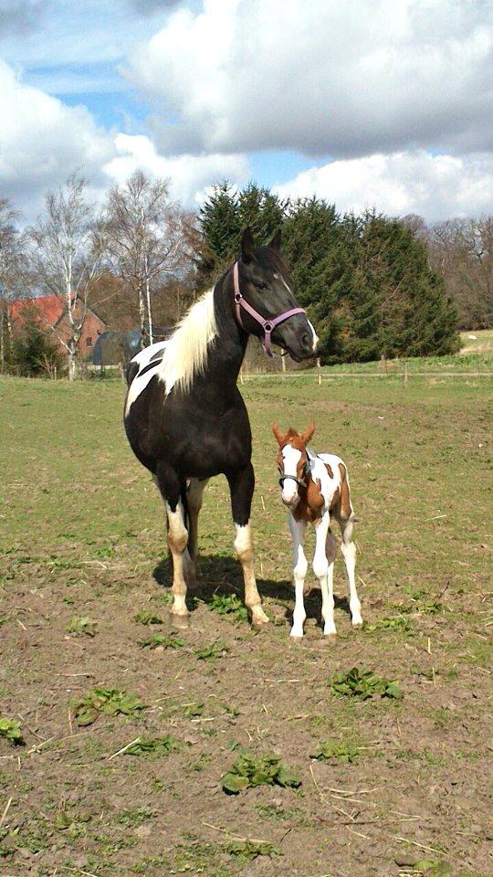 Pinto Sally - Sally og hendes første føl, Jolly! - Han kom til verden om natten den 27 april :) billede 20