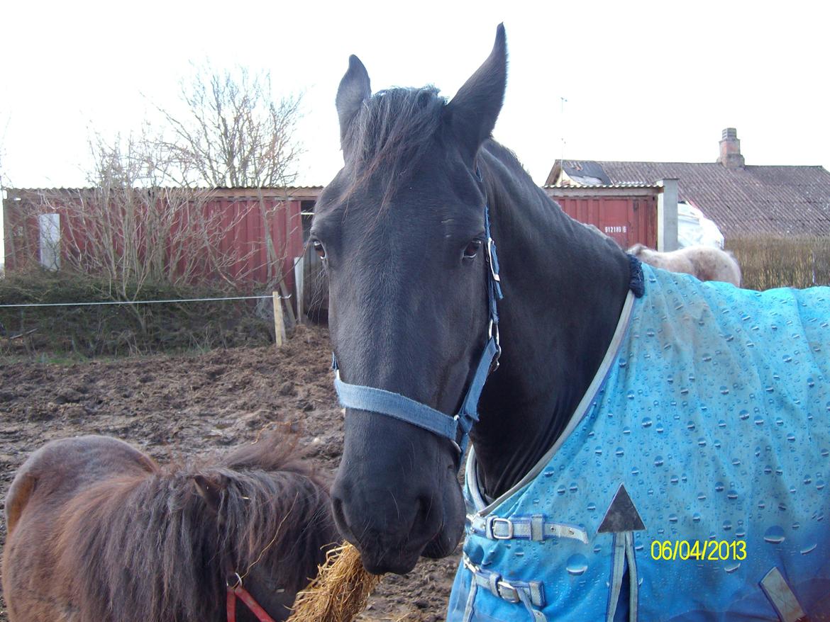 Frieser Nannabel af Ripa billede 10