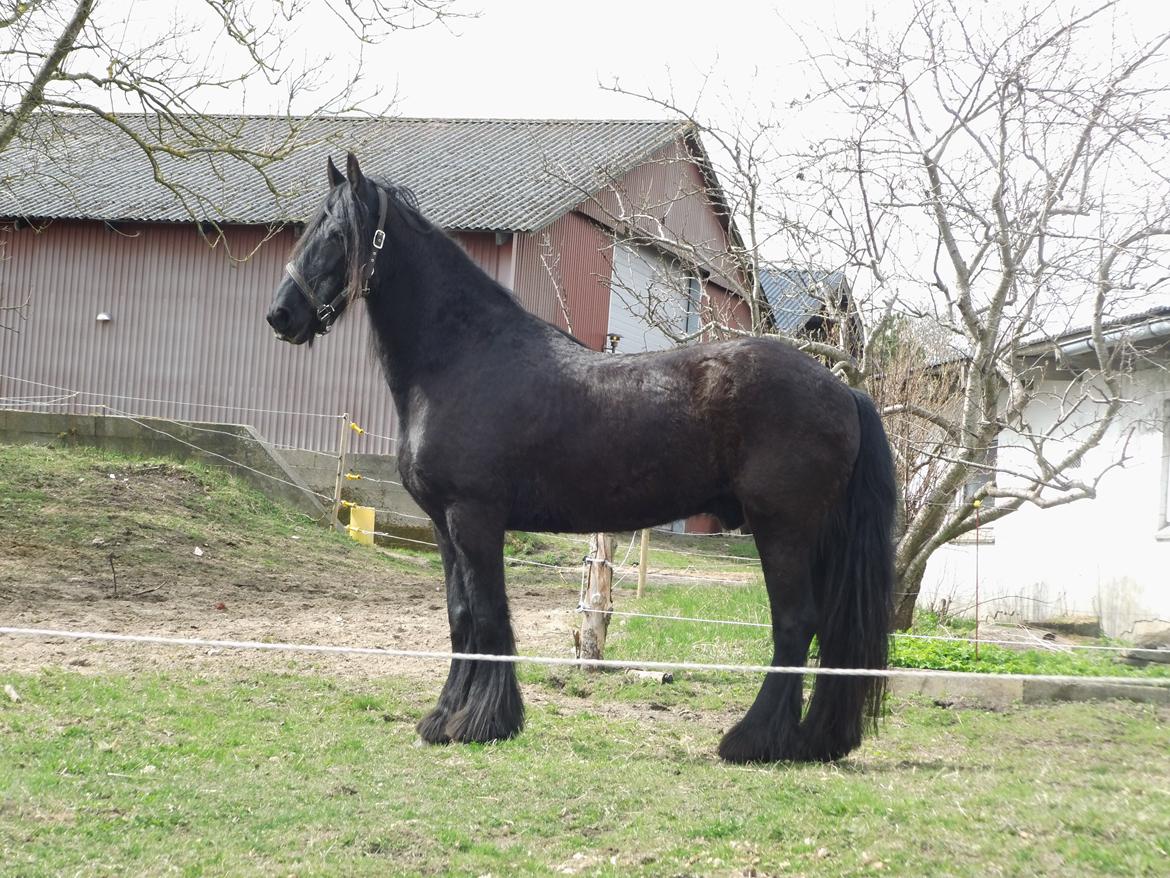 Frieser Frisko [ Himmelhest ] billede 1