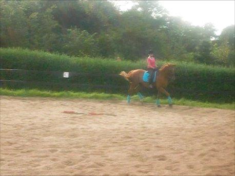 Dansk Varmblod Reggae solgt billede 16