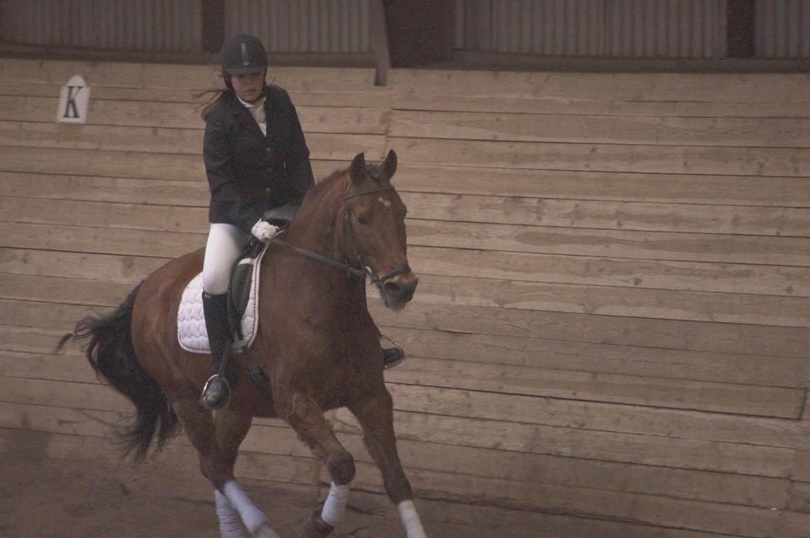 Anden særlig race Amazing Star - My Star <3 billede 16