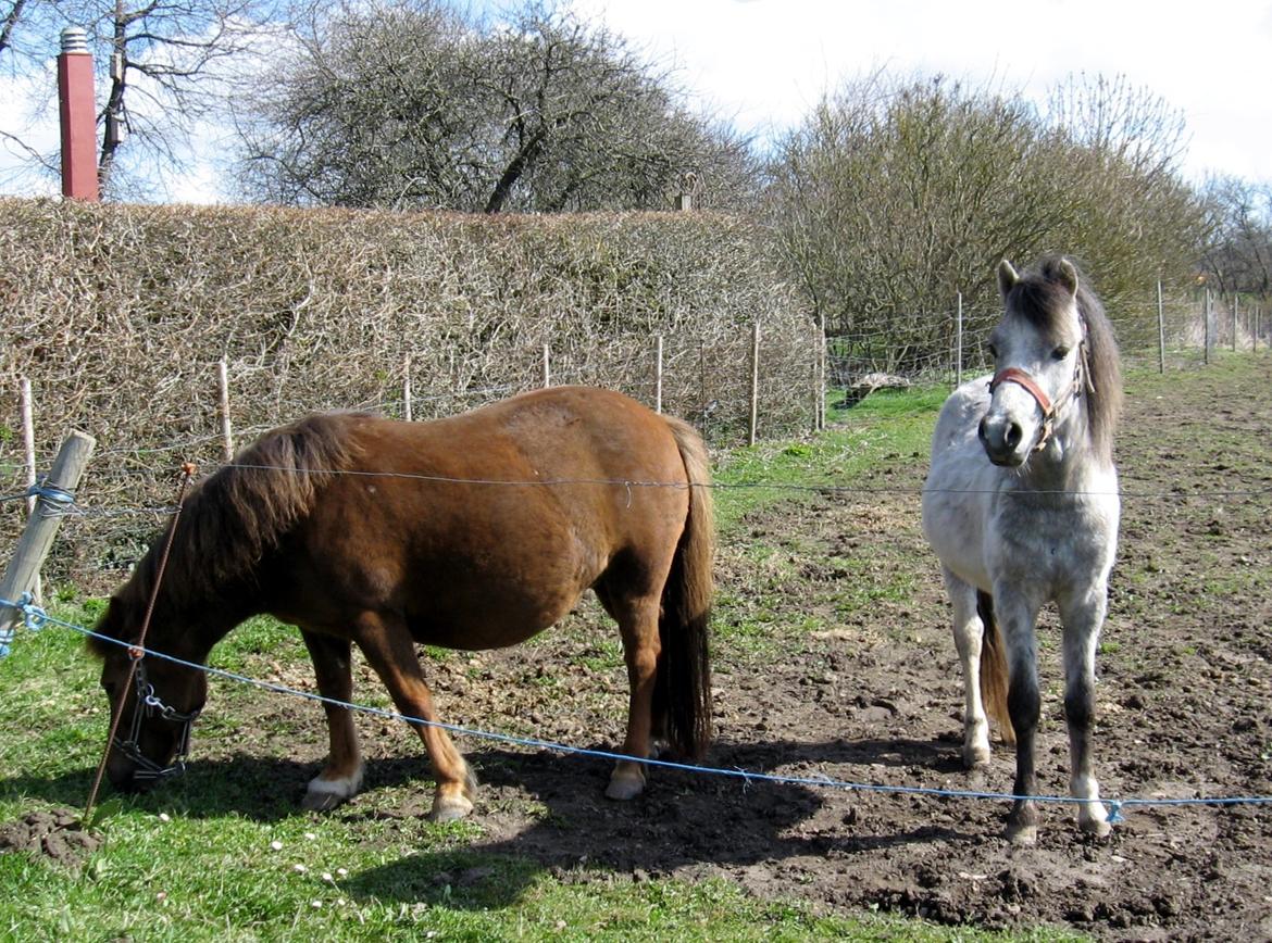 Welsh Mountain (sec A) Thejlgårds Fister (Dusty) - Dusty og Safir billede 8
