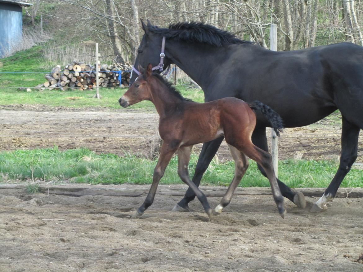 Hannoveraner Bielfire Choice (solgt)   - 3 uger gl. Hold da op! billede 5