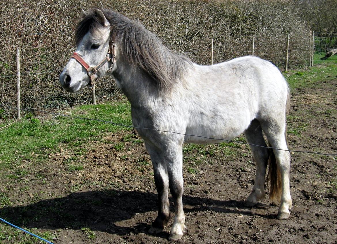 Welsh Mountain (sec A) Thejlgårds Fister (Dusty) - Ser langt efter veninden der rider i skoven billede 9
