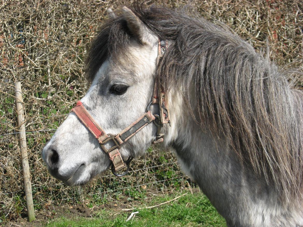 Welsh Mountain (sec A) Thejlgårds Fister (Dusty) - Smukke Dusty billede 1