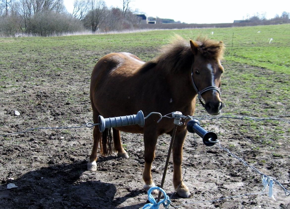Shetlænder Safir - Kan vi snart komme på græs! billede 8