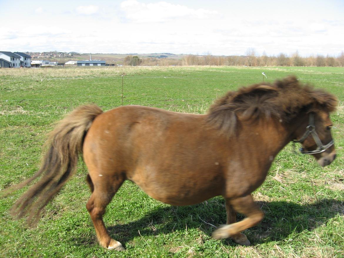 Shetlænder Safir - Lad MIG komme væk! billede 9
