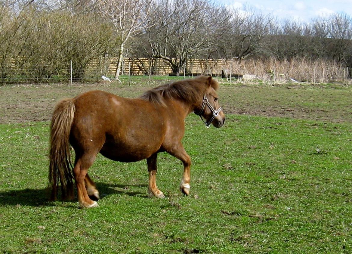 Shetlænder Safir - Puha, tykke endnu 6 uger til følbasse kommer billede 10