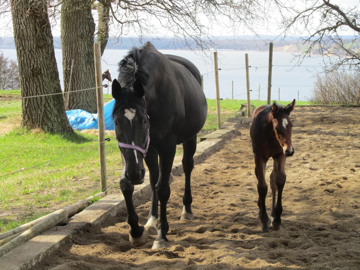 Hannoveraner Bielfire Choice (solgt)   - Lille Madamme og store Madamme. 3 uger billede 6