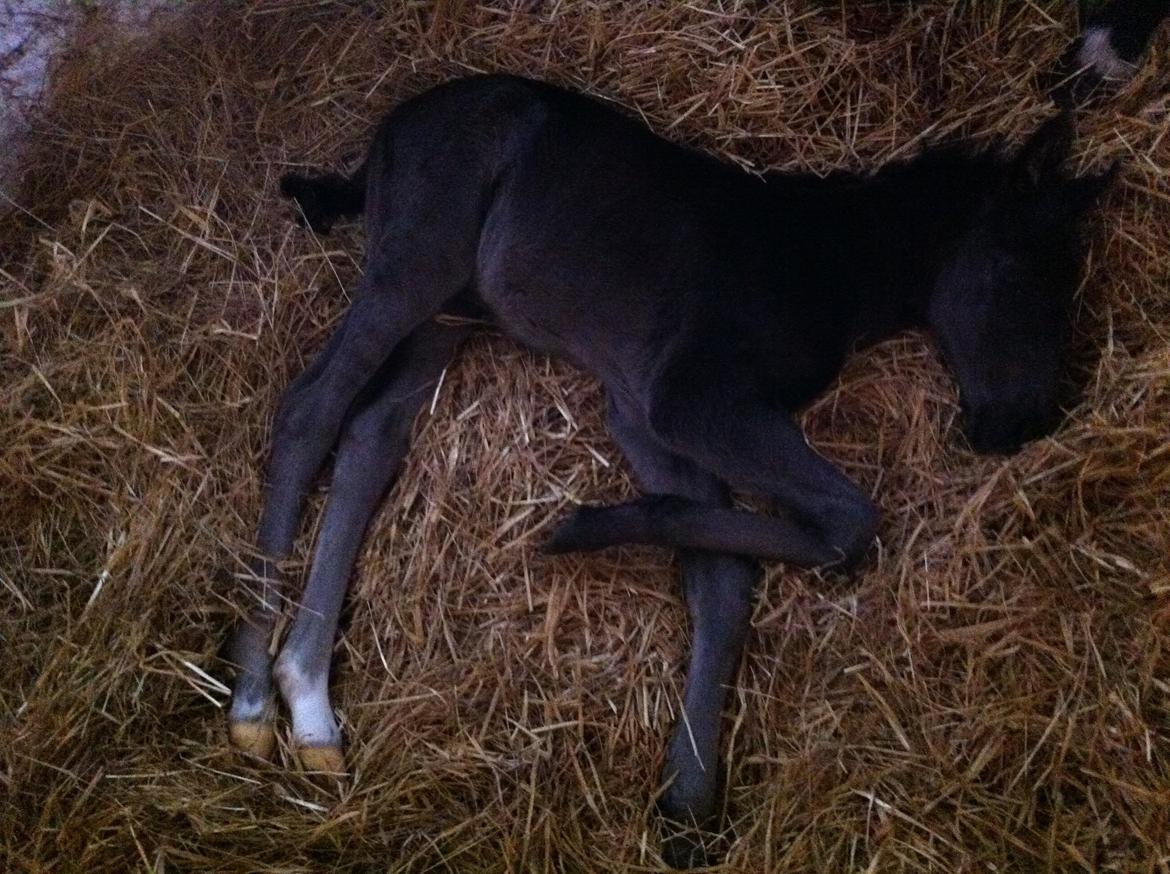 Anden særlig race Amour's Night Fighter billede 1