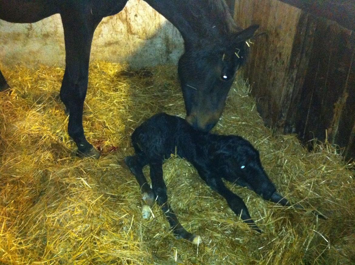 Anden særlig race Amour's Night Fighter billede 2