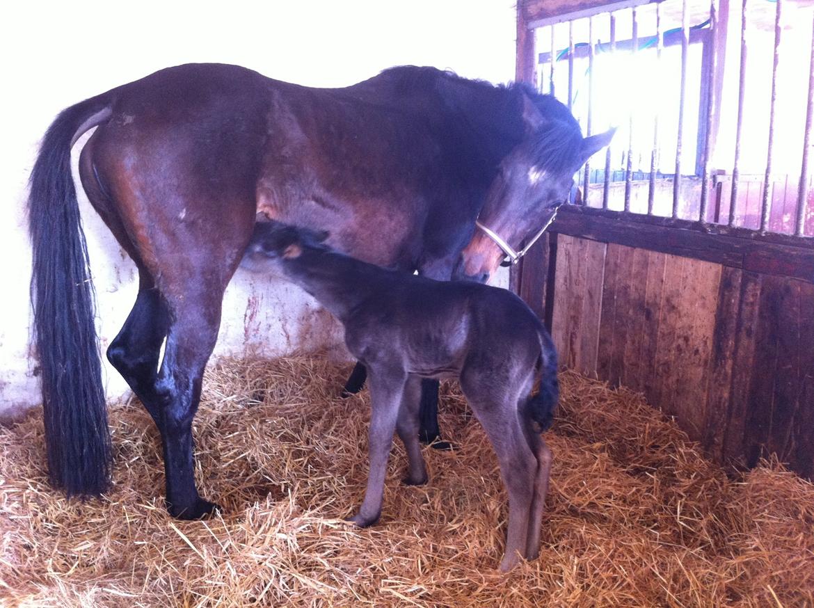 Anden særlig race Amour's Night Fighter billede 3