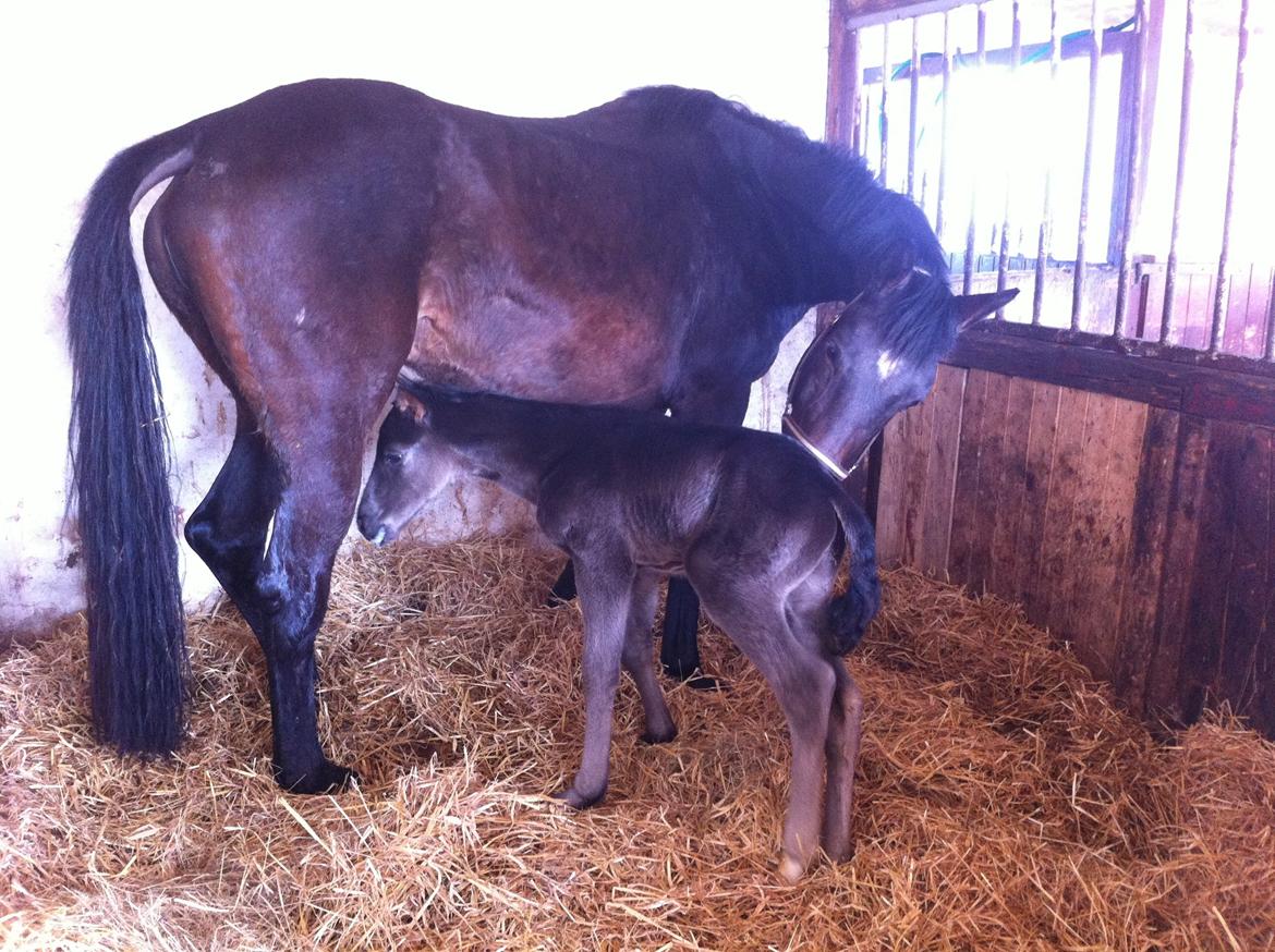 Anden særlig race Amour's Night Fighter billede 4