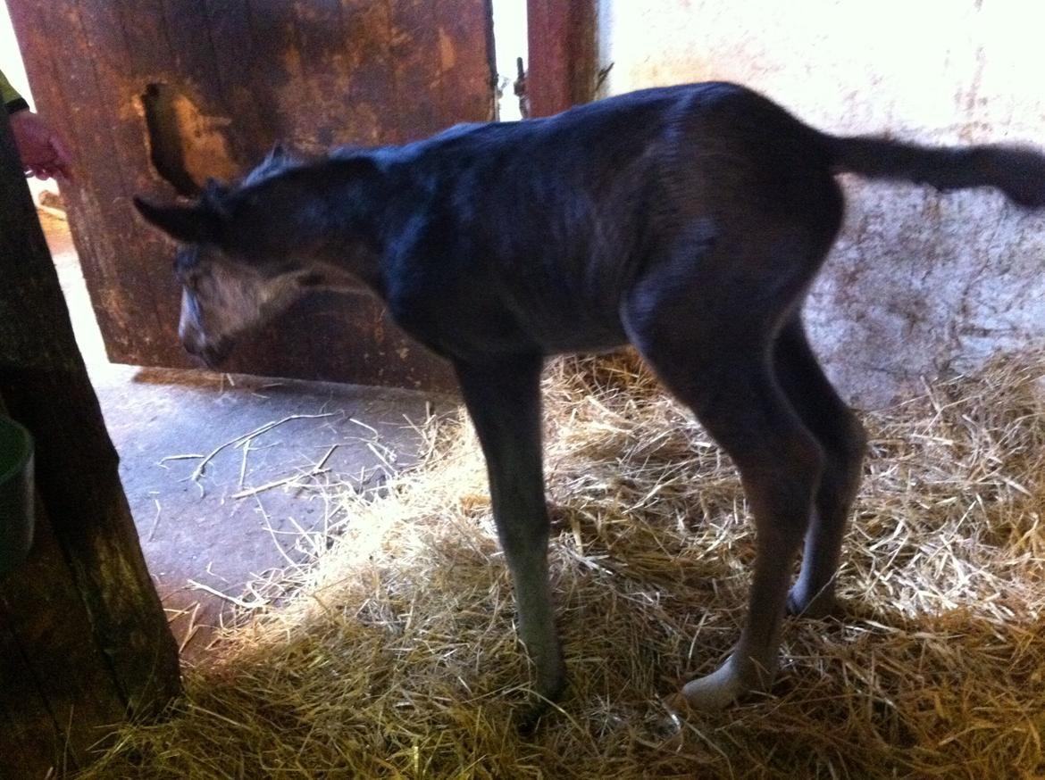 Anden særlig race Amour's Night Fighter billede 5