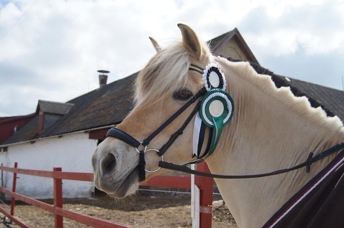 Fjordhest Thor Lysholm - Vandt LC1 med 65,8% Men fordi alle LC klasserne var slået sammen fik vi så en 4. Plads! Fordi der var rigtig mange ryttere i klasserne fik vi 4. Plads! Men lidt ærgeligt af de var slået sammen:-(  billede 13