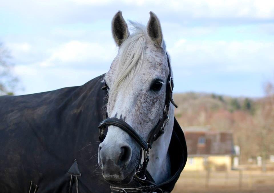 Arabisk fuldblod (OX) Senia <3 - 7) Smukke Senia på fold <3
Fotograf: Sandie Pabst billede 7