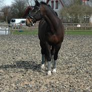 Hollandsk Varmblod hamless