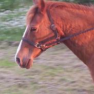 Anden særlig race Misti