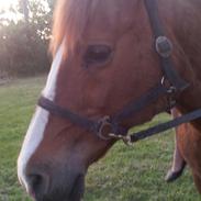 Anden særlig race Misti