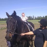 Anden særlig race Royal