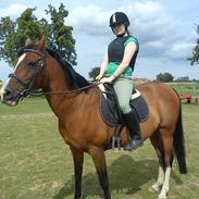 Arabisk fuldblod (OX) Manila Bint Hafez OX *R.I.P*