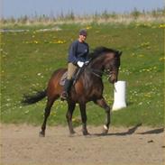 Dansk Varmblod Julandias Balou (Tidl.hest)