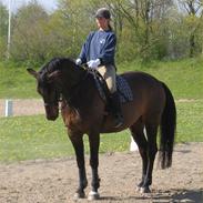 Dansk Varmblod Julandias Balou (Tidl.hest)