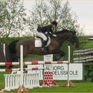 Dansk Varmblod Julandias Balou (Tidl.hest)