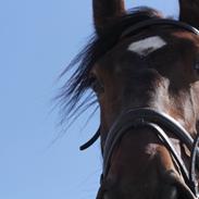 Dansk Varmblod Fabian