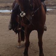 DSP Riishøjgaards Victor