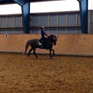 Anden særlig race Don Juan