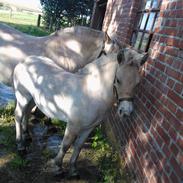 Fjordhest Jippo *SOLGT*