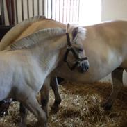 Fjordhest Jippo *SOLGT*